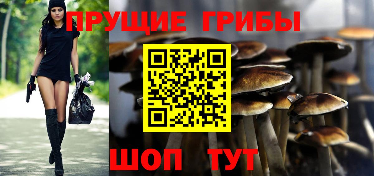 Псилоцибиновые грибы мицелий Кохма